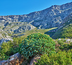 Table Mountain - Cape Town