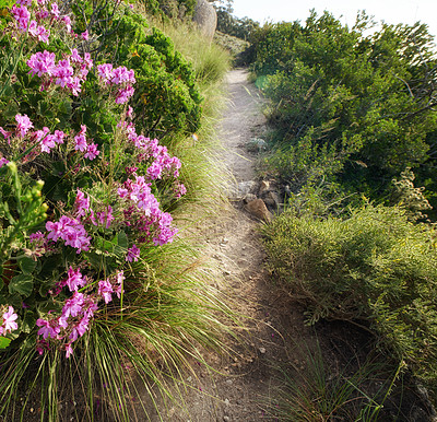 Buy stock photo Scenic hiking trail along Table Mountain in Cape Town, South Africa with vibrants flowers and lush plants. Magnificent panoramic of a beautiful and rugged natural landscape to explore and travel