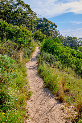 Buy stock photo Table mountain hiking trail, vibrant, beautiful nature along a path in a forest. Trees and lush green bushes growing in harmony. Peaceful soothing ambience of nature with calming views and copyspace