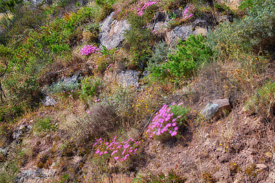 Buy stock photo Colorful bushes of Fynbos growing on Table mountain in Cape town, South Africa. Trees and lush green sprouts growing in peaceful harmony. Calm, fresh, and soothing nature outdoors