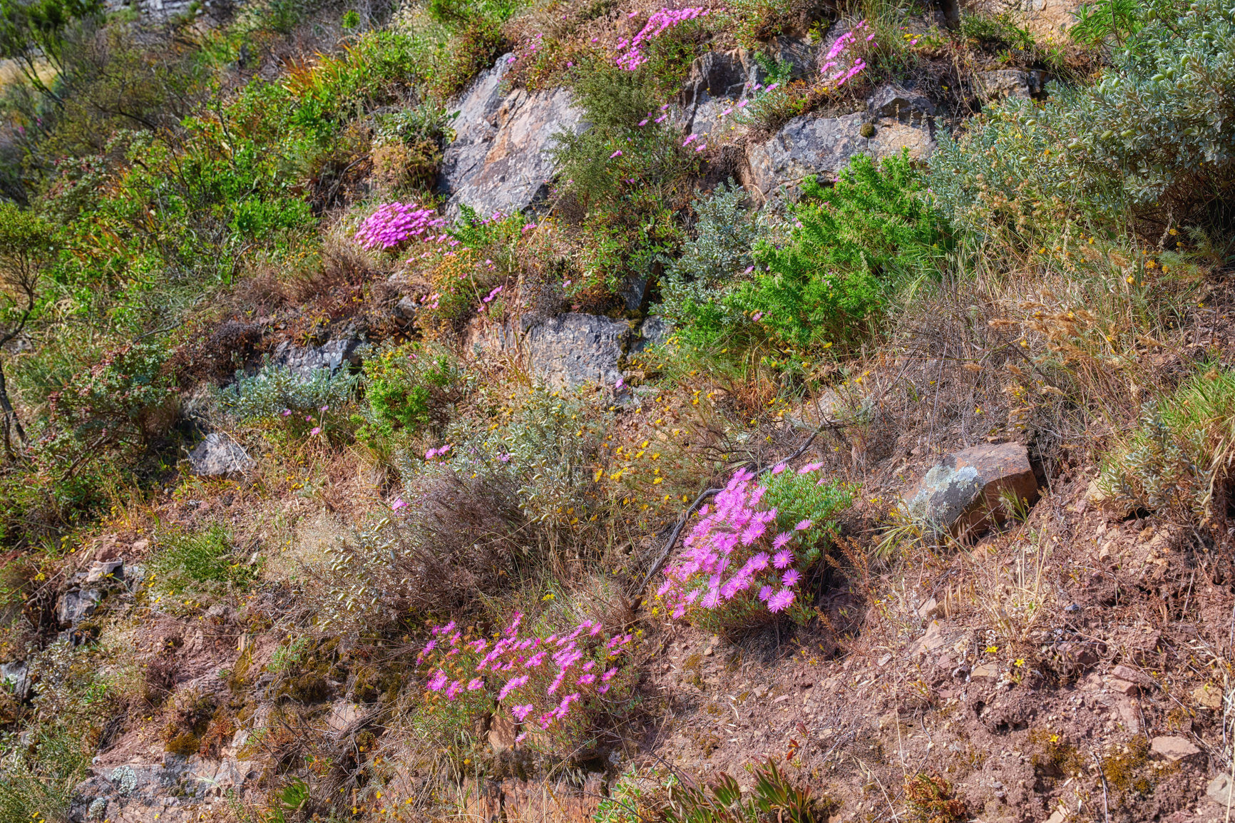 Buy stock photo Colorful bushes of Fynbos growing on Table mountain in Cape town, South Africa. Trees and lush green sprouts growing in peaceful harmony. Calm, fresh, and soothing nature outdoors