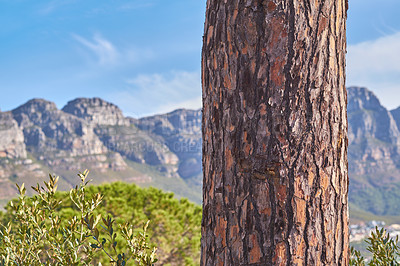 Buy stock photo A landscape view of Table Mountain and surroundings during day in summer. Closeup on a tree trunk with the scenery of nature and mountains in a popular tourist town. 
Natural landmark in scenic place