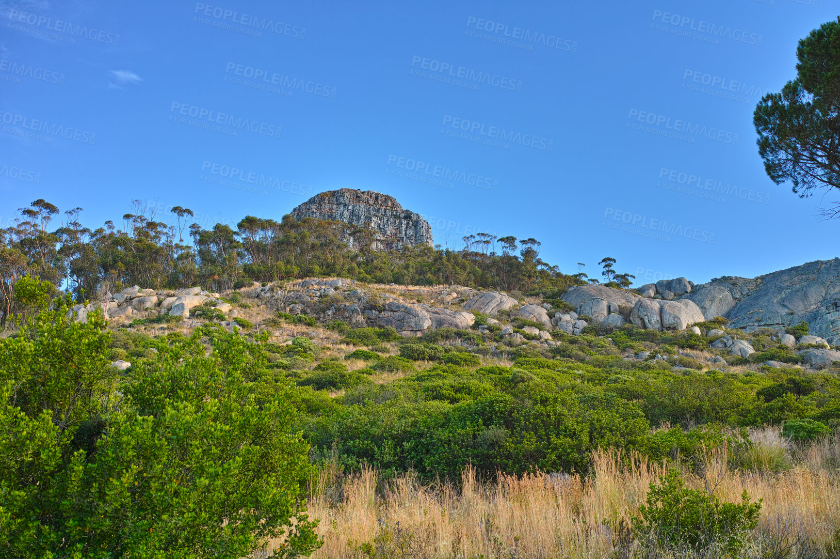 Buy stock photo Landscape view of Table Mountain and surroundings during the day in summer. Scenery of a popular natural landmark with bushes and trees for tourism. Copyspace of a tourist attraction in Cape Town