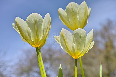 Buy stock photo Beautiful tulips growing in a botanical garden in early springtime. Scenic view of flowering plants beginning to blossom and bloom in a park or on a field in summer. White flowers in a meadow