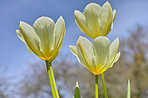 Tulips in my garden