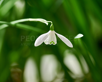 Buy stock photo Closeup of a Galanthus Nivalis flower with a green forest bush background on a spring day. Beautiful detail of a white plant blossoming and blooming in a backyard garden or outdoors in nature