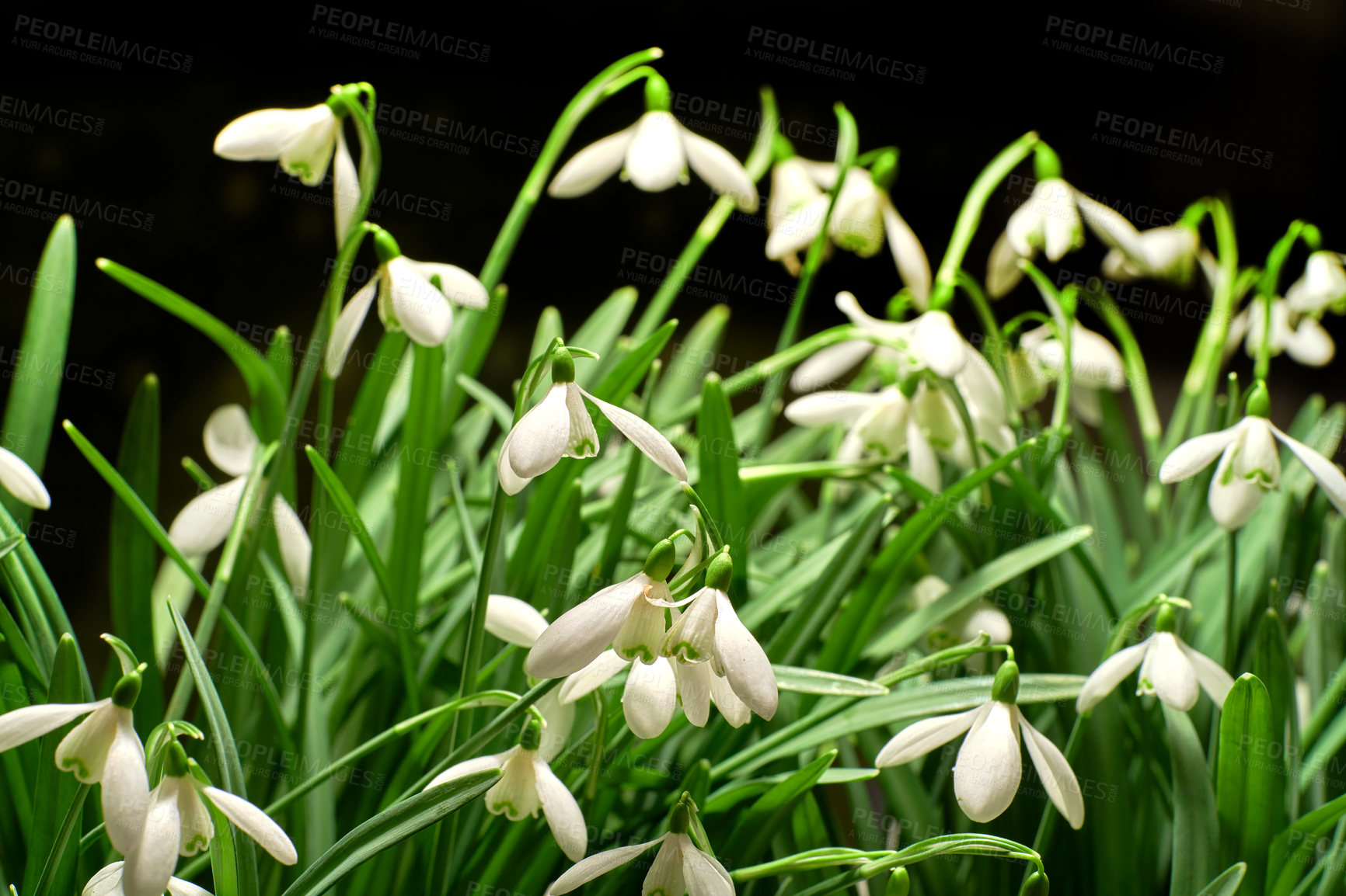 Buy stock photo Closeup of white common snowdrop flowers blooming against a black background. Group of galanthus nivalis blossoming and flowering in a remote field or meadow or growing in a home backyard and garden