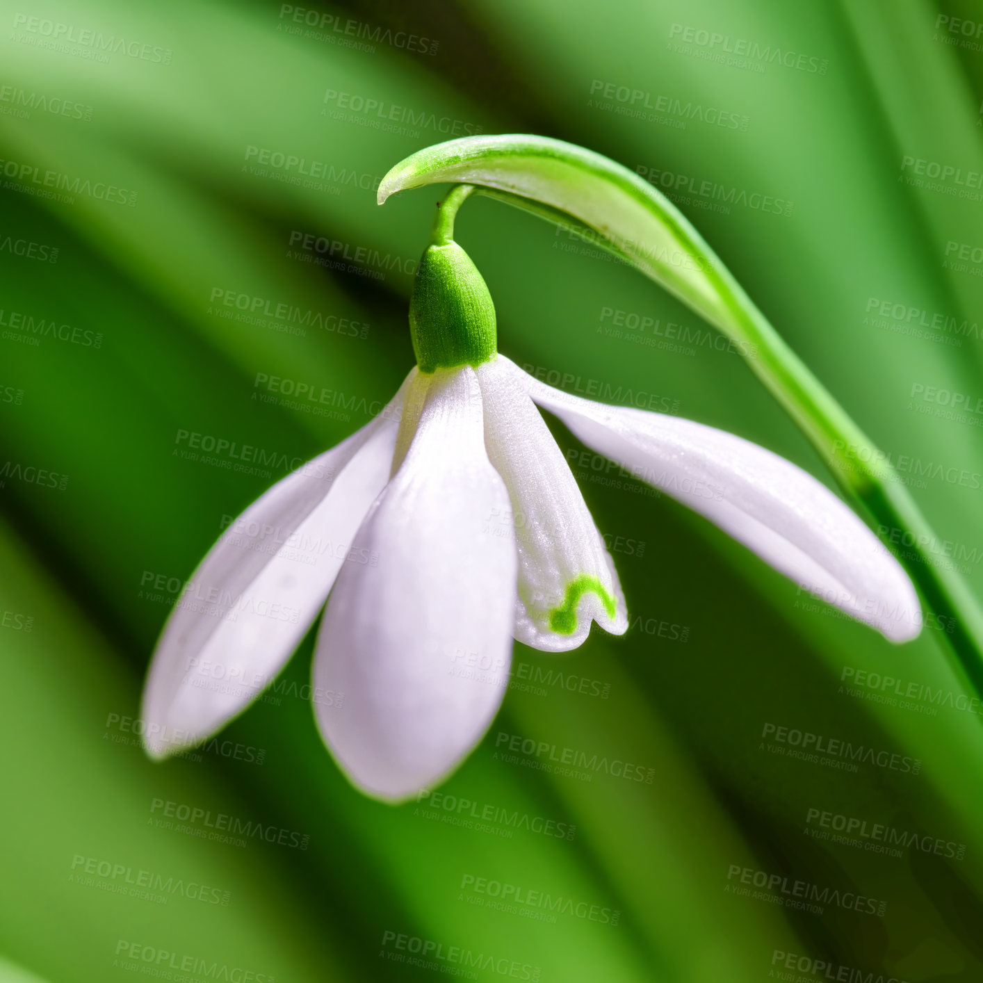 Buy stock photo Closeup of a Galanthus Nivalis flower with a green forest bush background on a spring day. Beautiful detail of a white plant blossoming and blooming in a backyard garden or outdoors in nature
