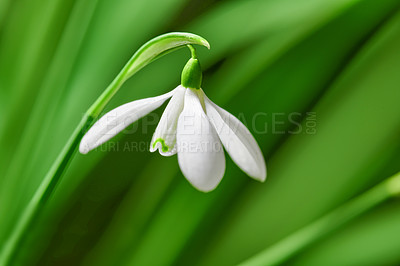 Buy stock photo Closeup of a white common snowdrop flower growing against a green copy space background in a remote field. Galanthus nivalis blossoming, blooming and flowering in a meadow or home backyard garden