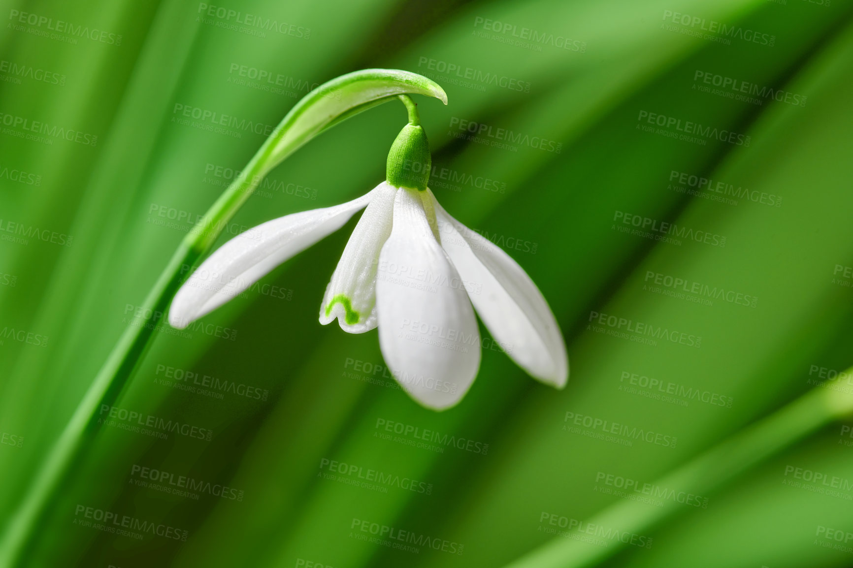 Buy stock photo Closeup of a white common snowdrop flower growing against a green copy space background in a remote field. Galanthus nivalis blossoming, blooming and flowering in a meadow or home backyard garden