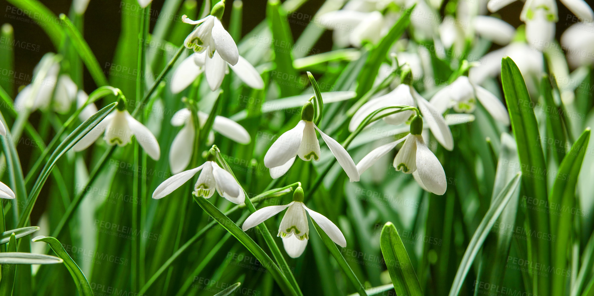 Buy stock photo Closeup of white snowdrop flower or galanthus nivalis blossoming in nature during spring. Bulbous, perennial and herbaceous plant from the amaryllidaceae species thriving in a green garden outdoors