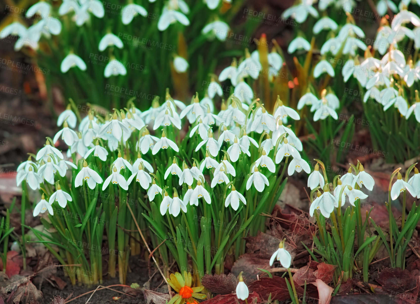 Buy stock photo Beautiful bright white Galanthus Nivalis flower grown in a garden with healthy soil or land. Vibrant plants outdoors in a backyard or in nature on a spring day. Botanical flora growing in a forest