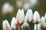 Tulips in my garden