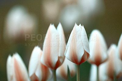 Buy stock photo A photo of beautiful tulips in the garden in early springtime