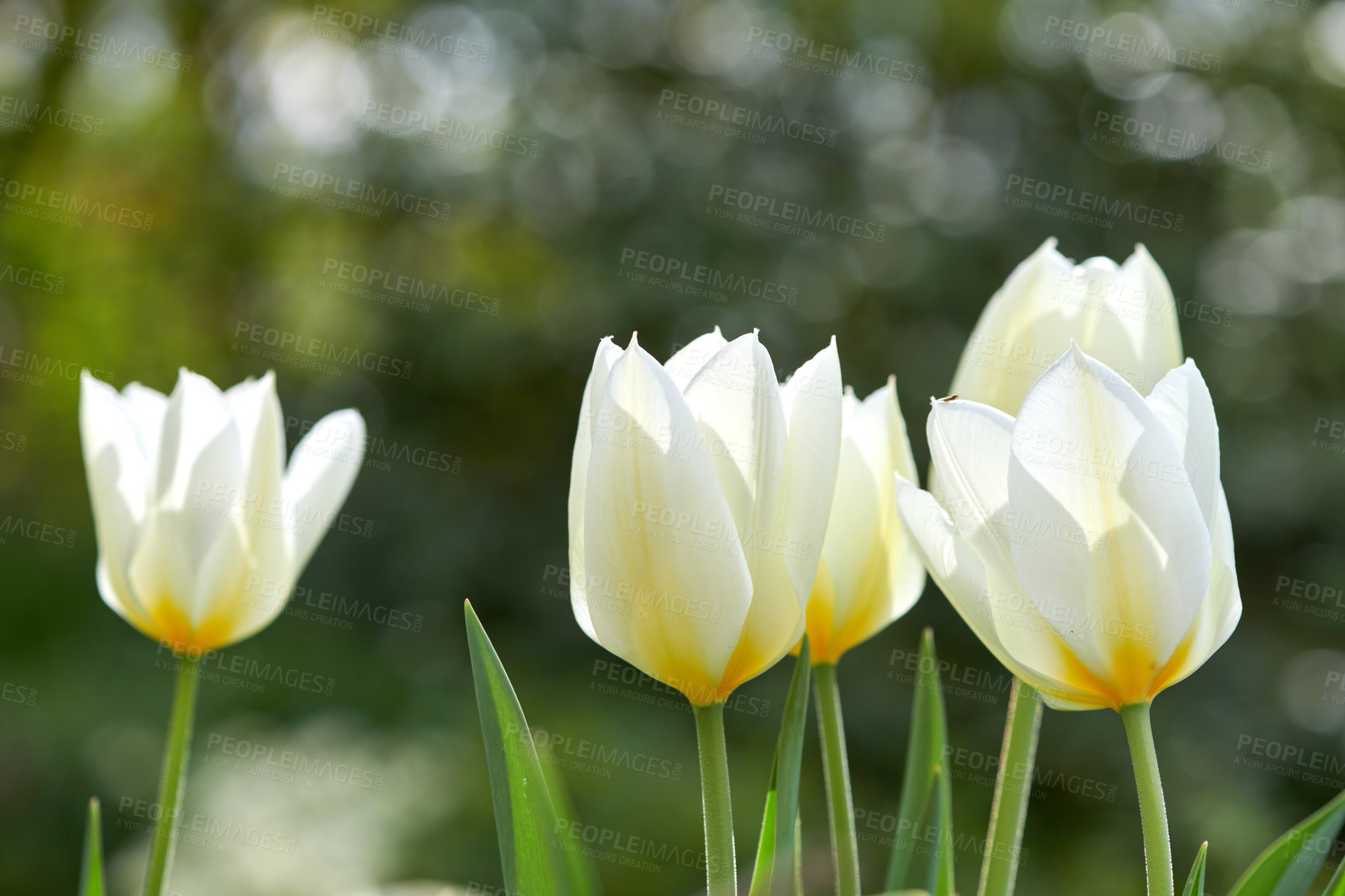 Buy stock photo A photo of beautiful tulips in the garden in early springtime