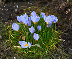 Beautiful crocus in the spring