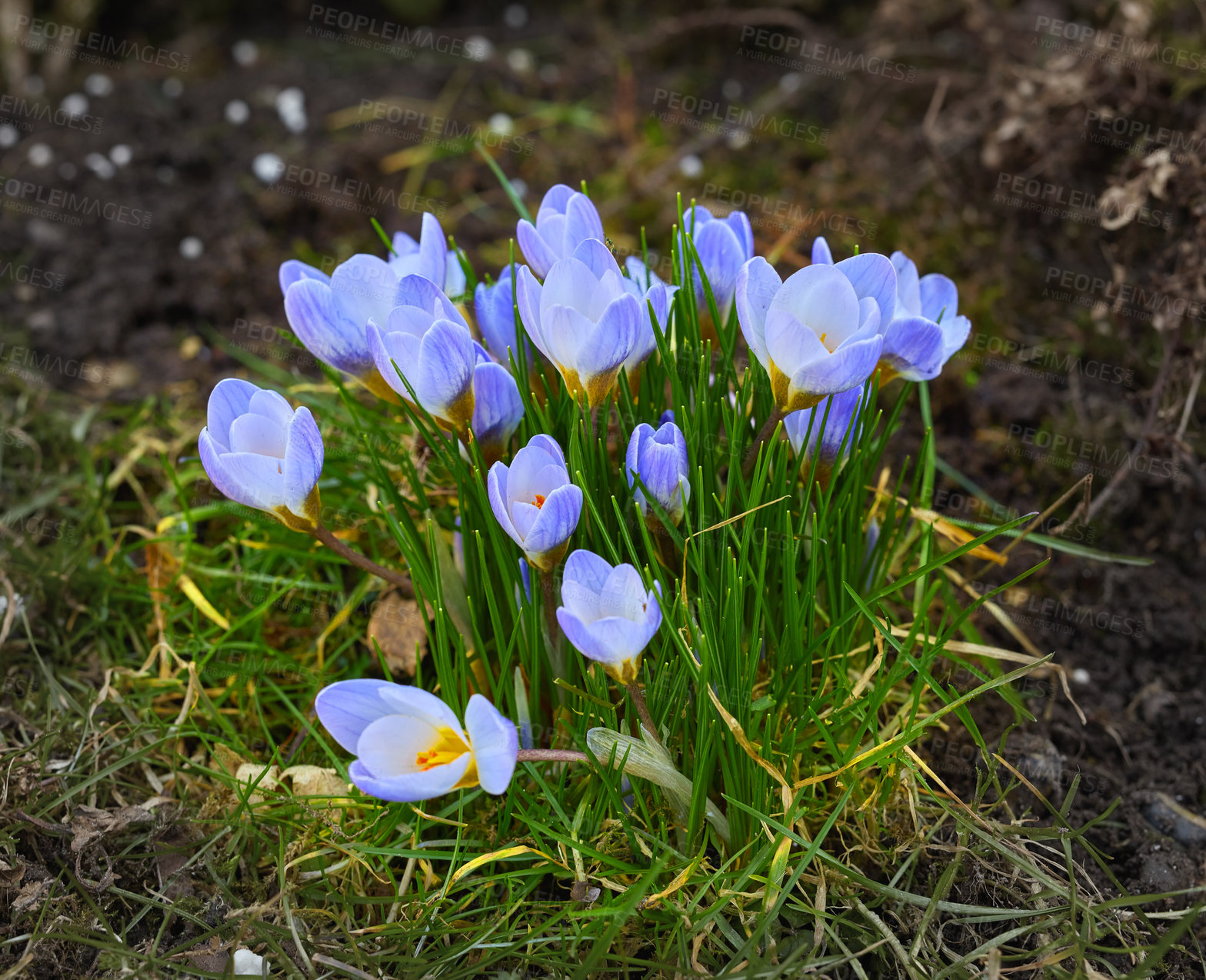 Buy stock photo Beautiful crocus in my garden in springtime