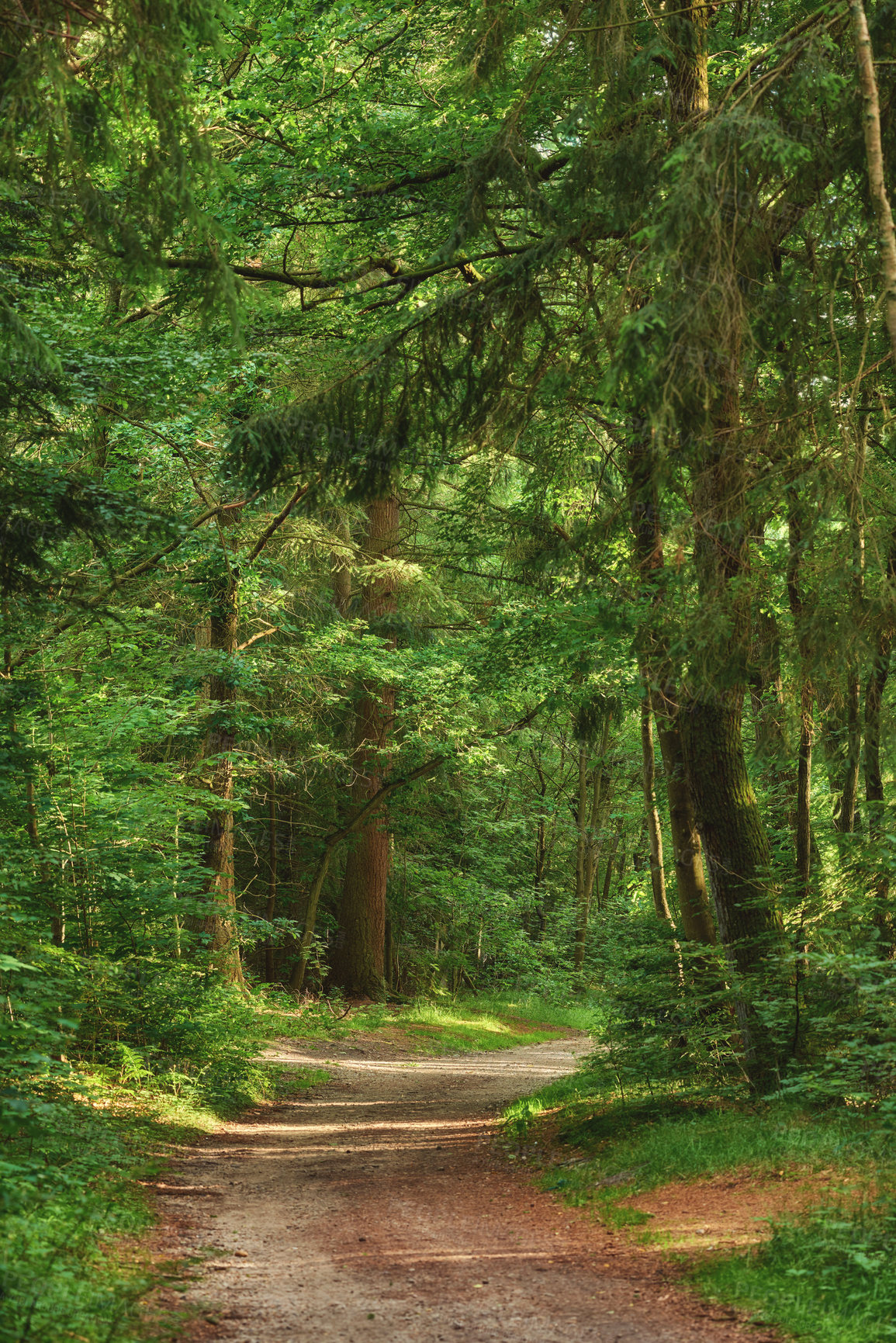 Buy stock photo Magical forest with a mysterious dirt road into a secret and lush green wilderness. Peaceful, quiet landscape in nature with an endless woodland to explore while on a travel adventure or hiking trip