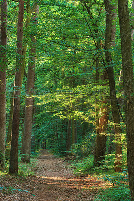 Buy stock photo Mysterious dirt road in a magical forest leading to a secret and lush green wilderness. Peaceful, quiet landscape in nature with endless woodland to explore while on a travel adventure or hiking trip