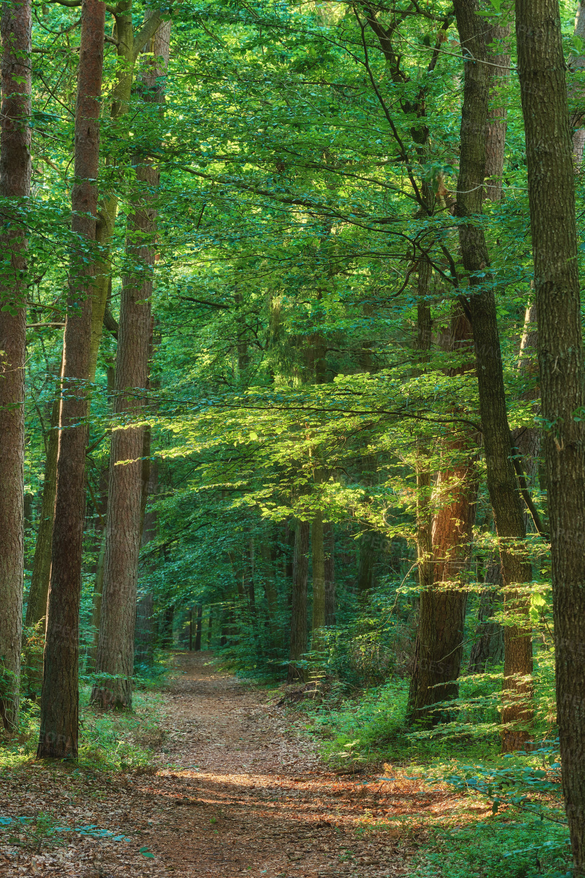 Buy stock photo Mysterious dirt road in a magical forest leading to a secret and lush green wilderness. Peaceful, quiet landscape in nature with endless woodland to explore while on a travel adventure or hiking trip