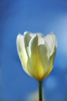 White tulips in my garden