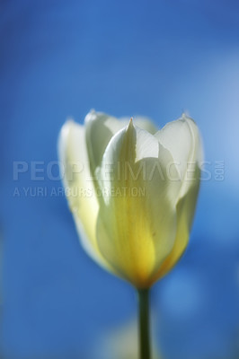 Buy stock photo Beautiful white tulips in my garden in early springtime