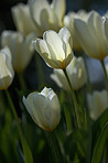 White tulips in my garden