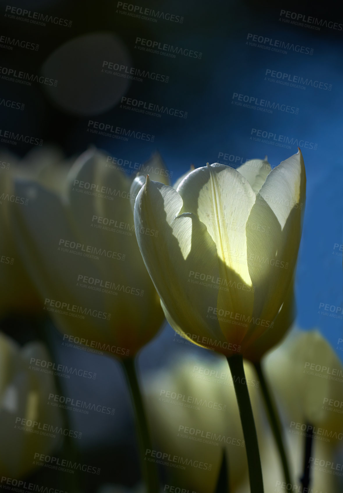 Buy stock photo Beautiful white tulips in my garden in early springtime