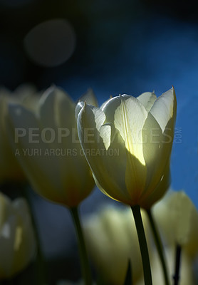 Buy stock photo Beautiful white tulips in my garden in early springtime