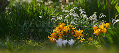Buy stock photo Beautiful crocus in my garden in springtime