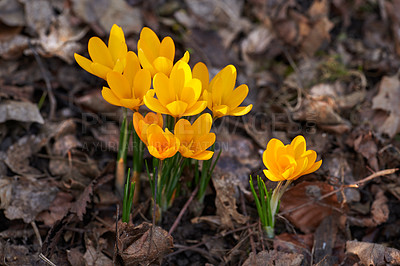 Buy stock photo Beautiful crocus in my garden in springtime