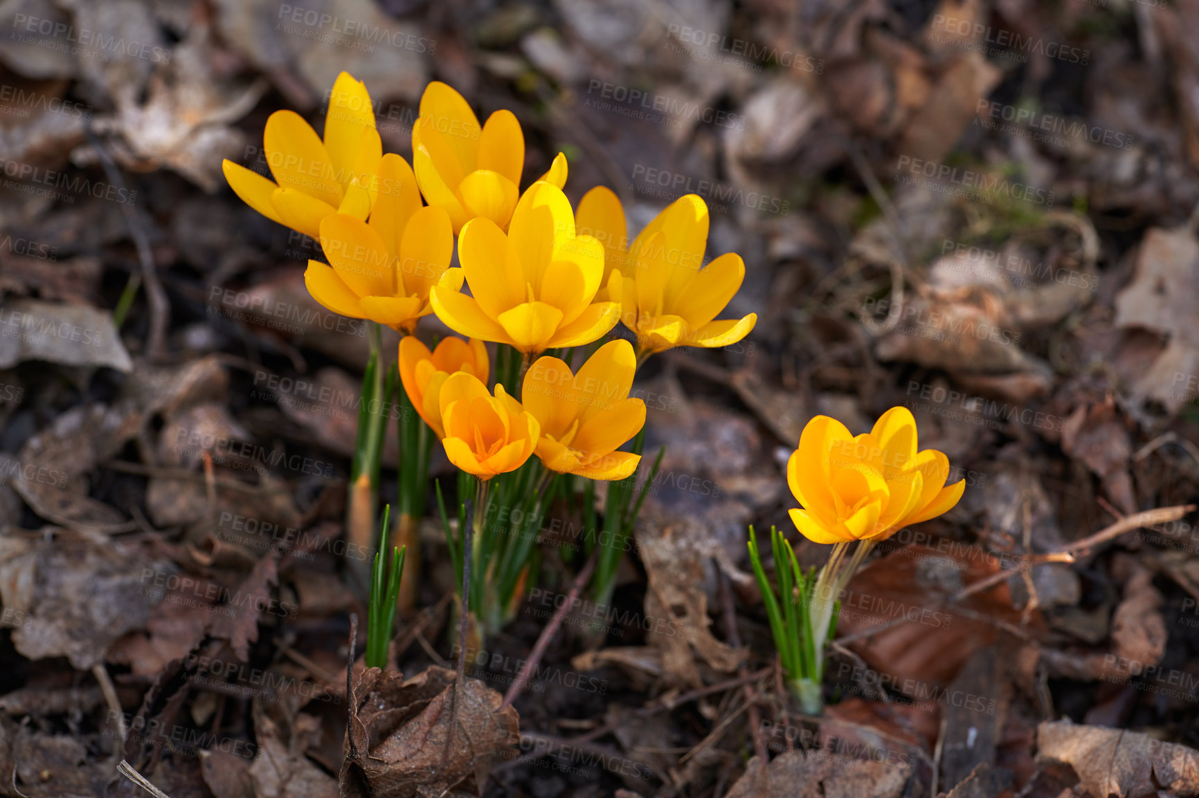 Buy stock photo Beautiful crocus in my garden in springtime