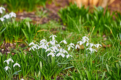 Buy stock photo Galanthus nivalis was described by the Swedish botanist Carl Linnaeus in his Species Plantarum in 1753, and given the specific epithet nivalis, meaning snowy (Galanthus means with milk-white flowers). T