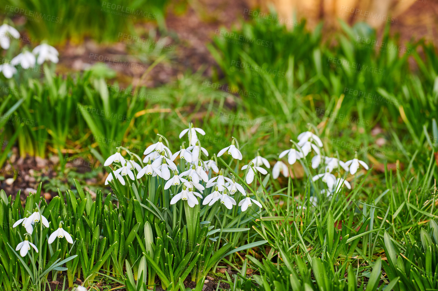 Buy stock photo Galanthus nivalis was described by the Swedish botanist Carl Linnaeus in his Species Plantarum in 1753, and given the specific epithet nivalis, meaning snowy (Galanthus means with milk-white flowers). T