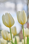 White tulips in my garden