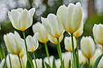 White tulips in my garden