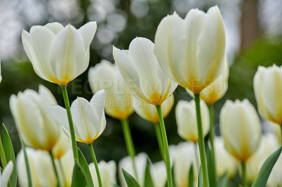 Buy stock photo Beautiful white tulips in my garden in early springtime