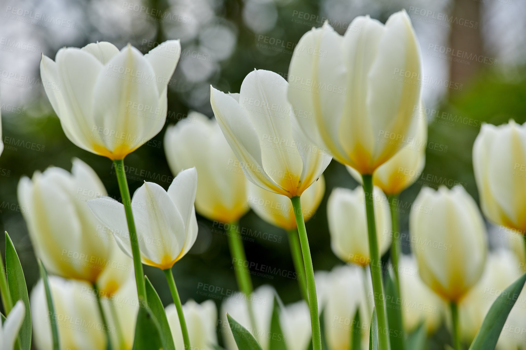 Buy stock photo Beautiful white tulips in my garden in early springtime