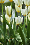 White tulips in my garden