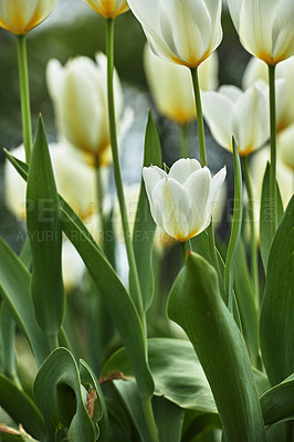 Buy stock photo Beautiful white tulips in my garden in early springtime