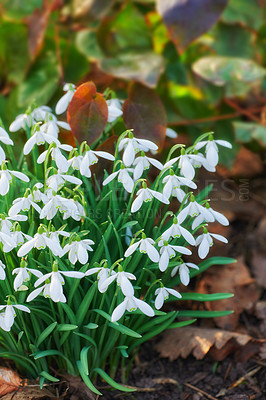 Buy stock photo Closeup of white flowers growing in an ecological garden. Group of  common snowdrops plants blooming and flowering in a remote field or meadow in a home backyard garden or a sustainable environment