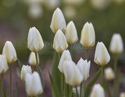 Buy stock photo A photo of beautiful tulips in the garden in early springtime