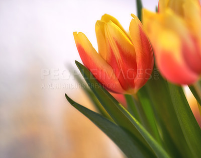 Buy stock photo Closeup of orange tulips on isolated background with copy space. A bouquet or bunch of beautiful tulip flowers with green stems grown as ornaments for its beauty and floral fragrance scent
