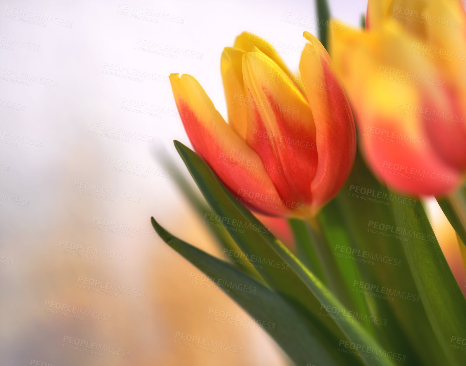 Buy stock photo Closeup of orange tulips on isolated background with copy space. A bouquet or bunch of beautiful tulip flowers with green stems grown as ornaments for its beauty and floral fragrance scent