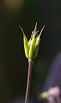 A close-up photo of a bud