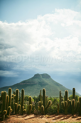 Buy stock photo Cropped shot of cactus plants and a mountain during a clear day outdoors