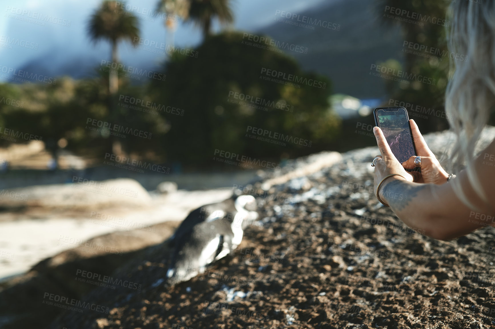 Buy stock photo Cropped shot of an unrecognizable woman using her cellphone to take a picture during a day outdoors