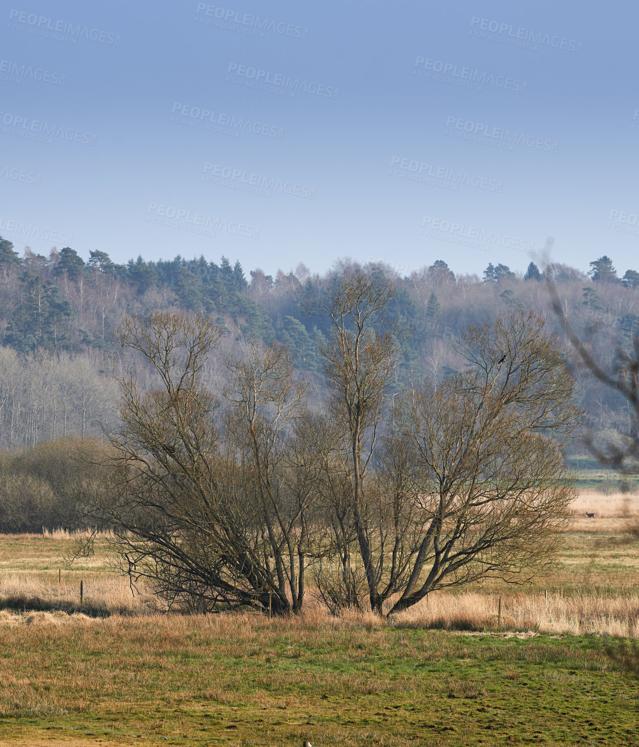 Buy stock photo Uncultivated forest wilderness in Denmark - Odde Natural Park