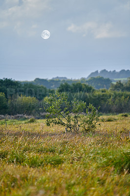 Buy stock photo Uncultivated forest wilderness in Denmark - Odde Natural Park