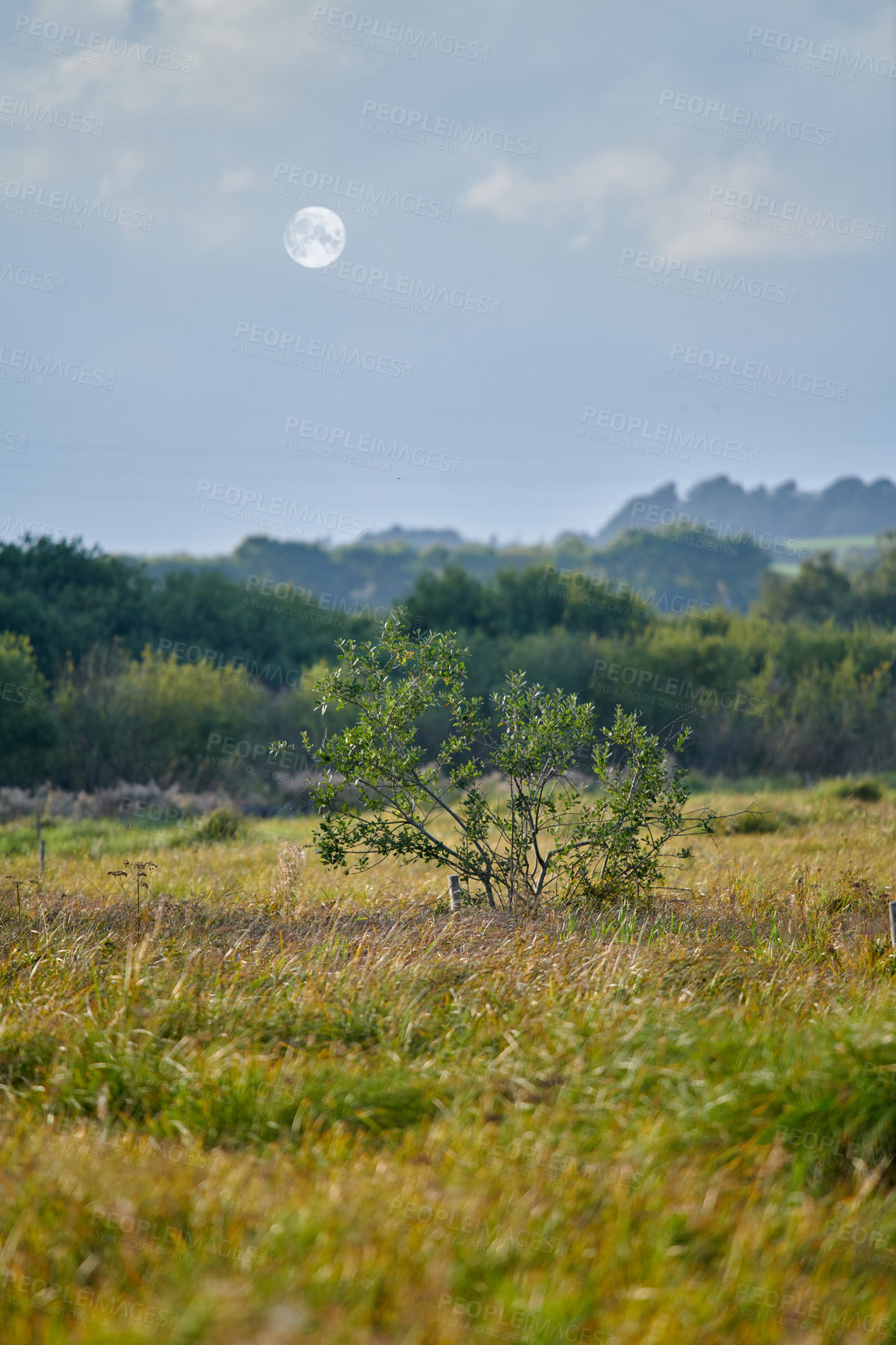 Buy stock photo Uncultivated forest wilderness in Denmark - Odde Natural Park